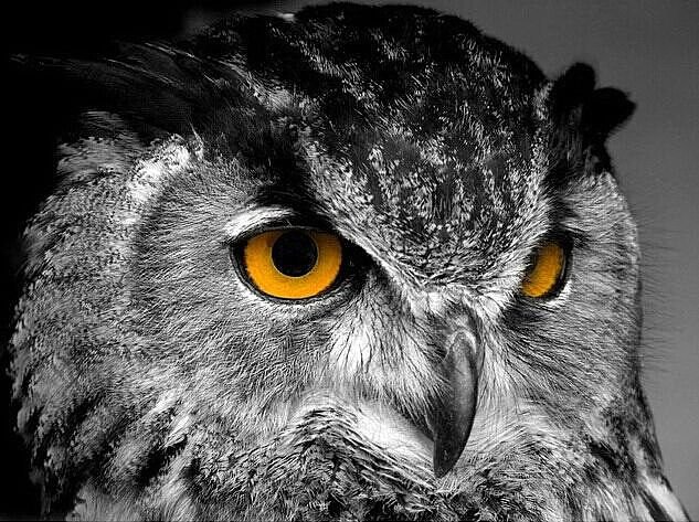 Совушка - оригинал