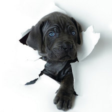 Схема вышивки «Щенок»