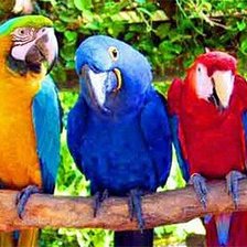 Схема вышивки «Красавцы»