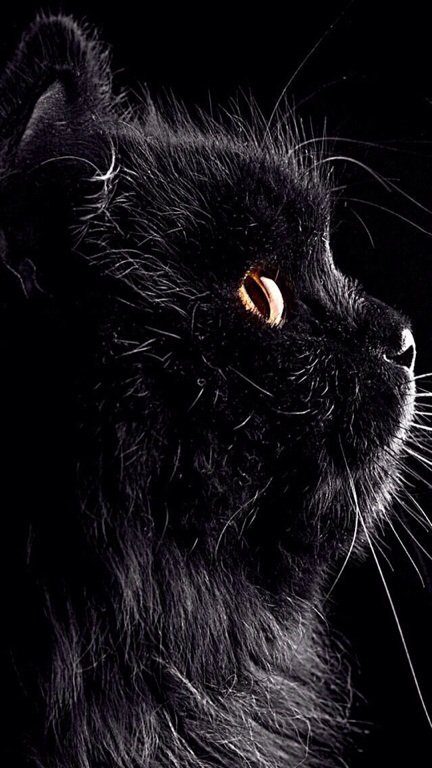 Черная котейка - оригинал