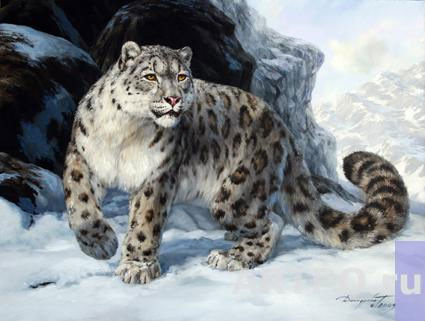 Барсик снежный - кот, барс, хищник - оригинал