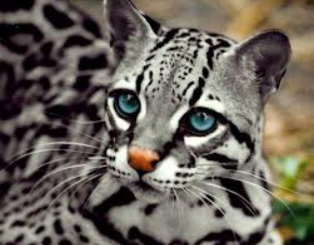 Оцелот - оцелот, хищник, киса - оригинал