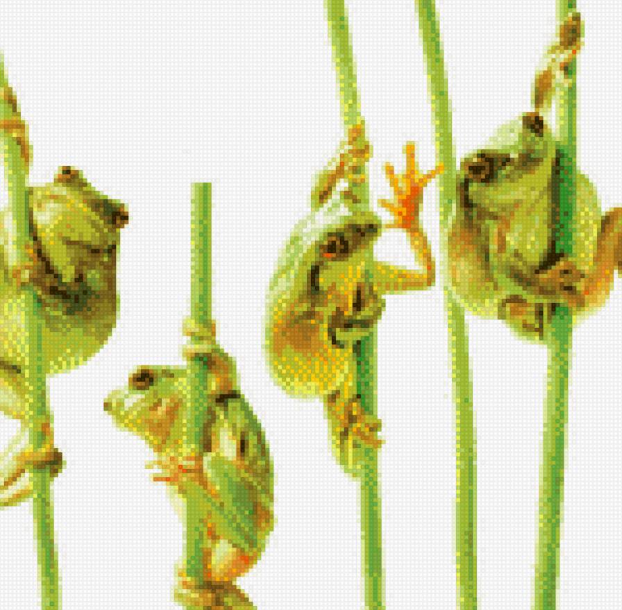 забавные лягушки - предпросмотр