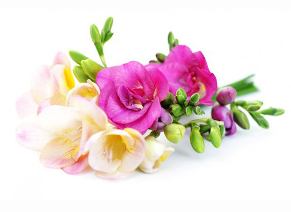 Фрезии - цветы, фрезии - оригинал