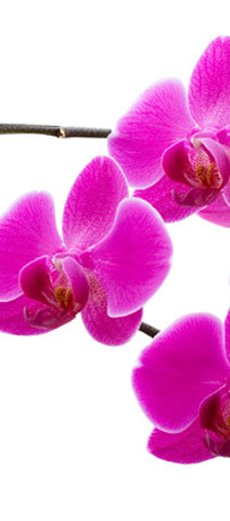 триптих2 - оригинал