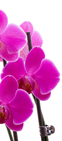 триптих3 - оригинал