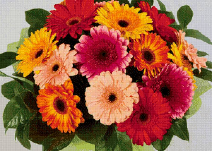 герберы - цветы, букет - предпросмотр