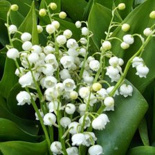 Схема вышивки «ландыши»