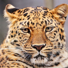 Схема вышивки «Леопард»