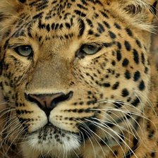 Схема вышивки «Леопард 2»