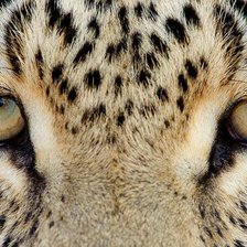 Схема вышивки «Глаза леопарда»