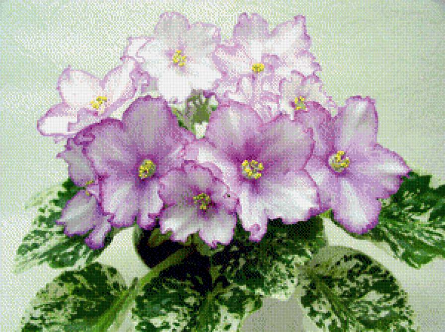 фиалки - цветы.фиалки - предпросмотр