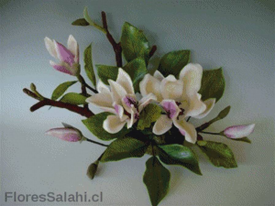 магнолия - цветы.магнолия - предпросмотр