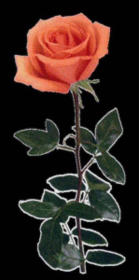 серия "розы" - цветы.розы - предпросмотр