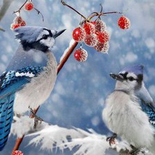 Зимові пташки