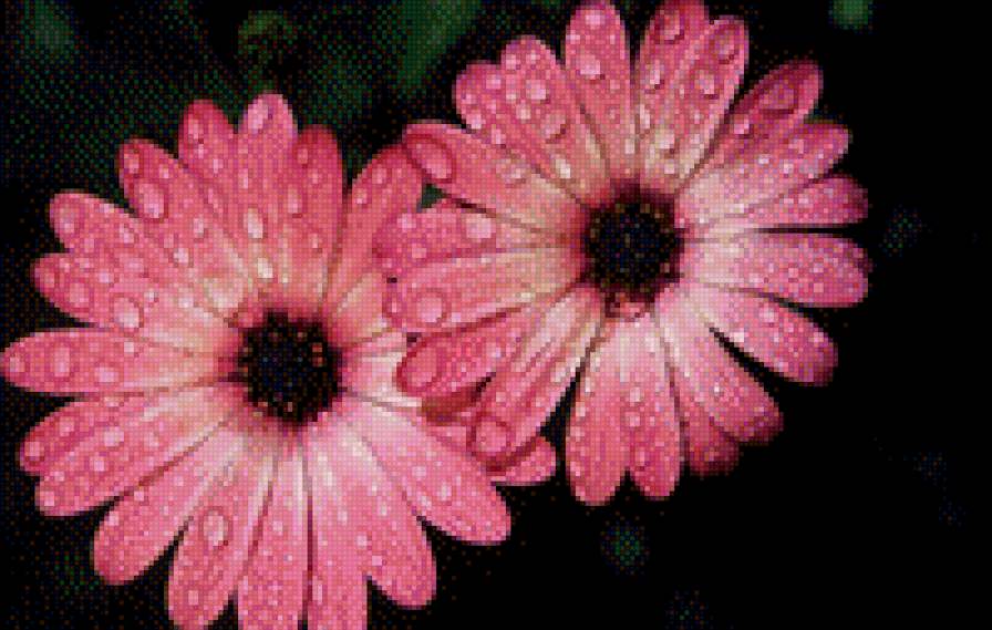 Герберы - герберы, цветы - предпросмотр