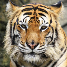 Схема вышивки «Тигр»