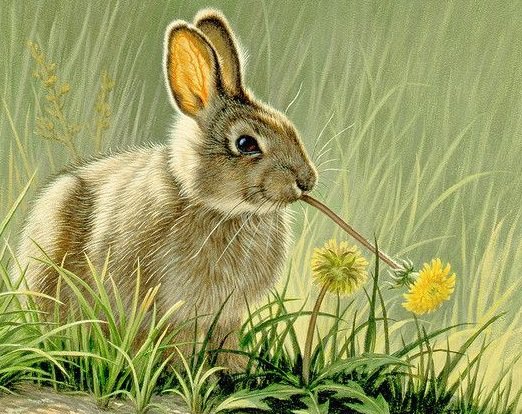 Серия "Дикая природа" - цветы, зайка, лето, травка, заинька, одуванчики - оригинал