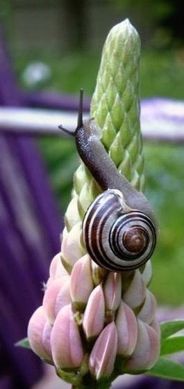 Улитка - цветы - оригинал
