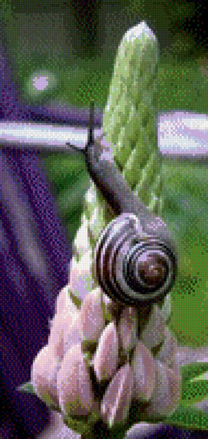 Улитка - цветы - предпросмотр