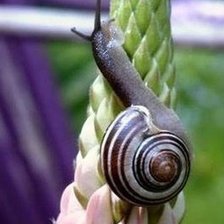 Схема вышивки «Улитка»