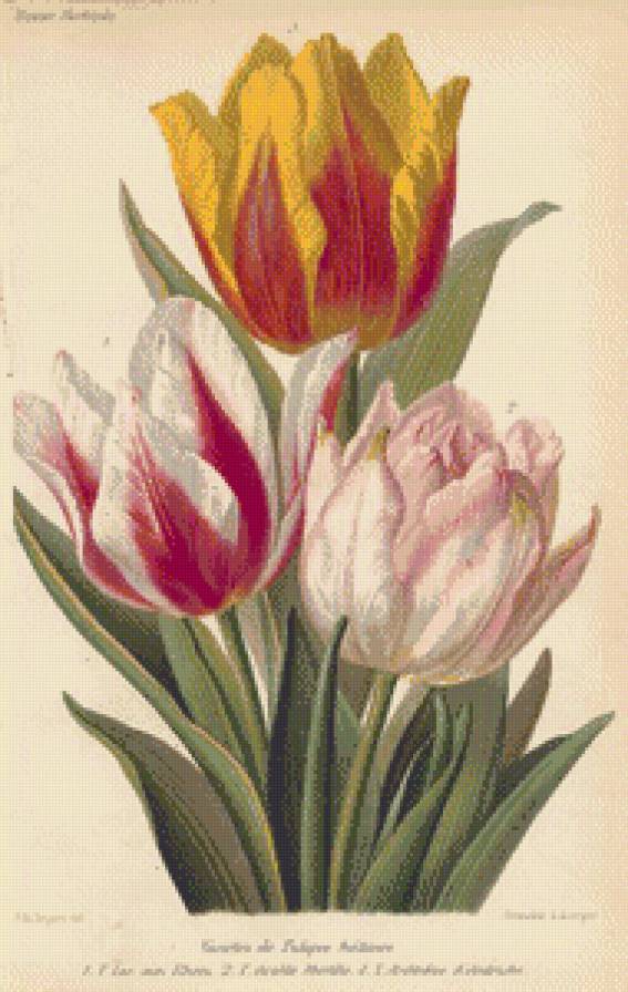 тюльпаны - цветы.тюльпаны. - предпросмотр