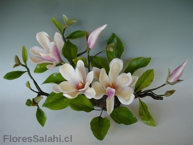 магнолия - цветы.магнолия - оригинал
