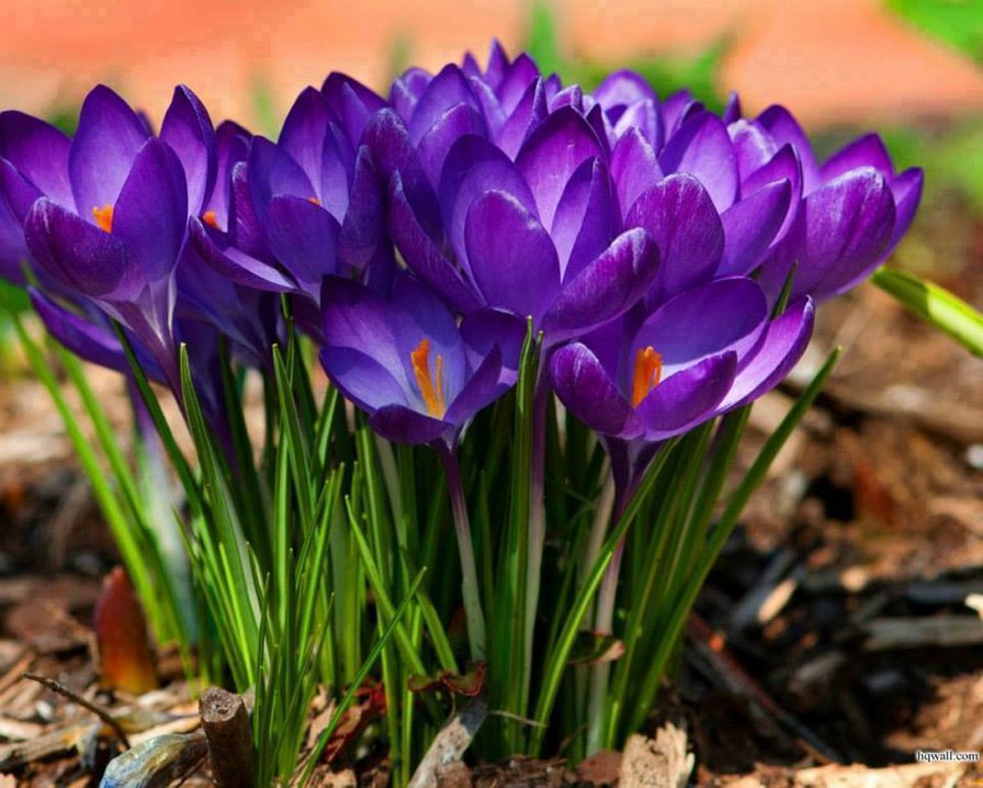 крокусы - цветы.крокусы - оригинал