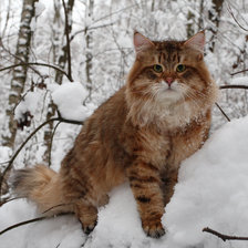 кот зимой