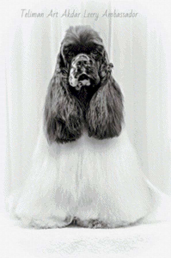 Bass - предпросмотр