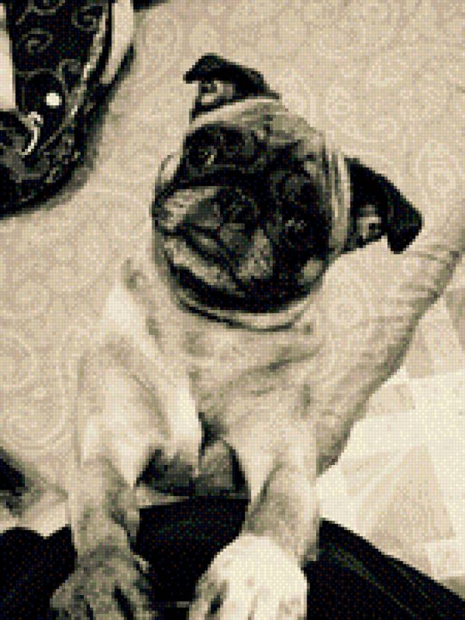 Мопсик - предпросмотр