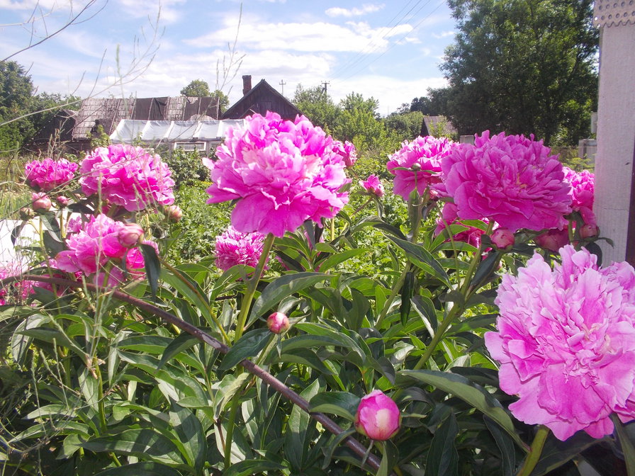 пионы - оригинал