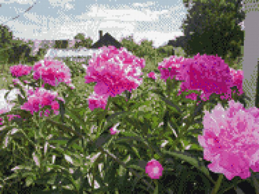 пионы - предпросмотр