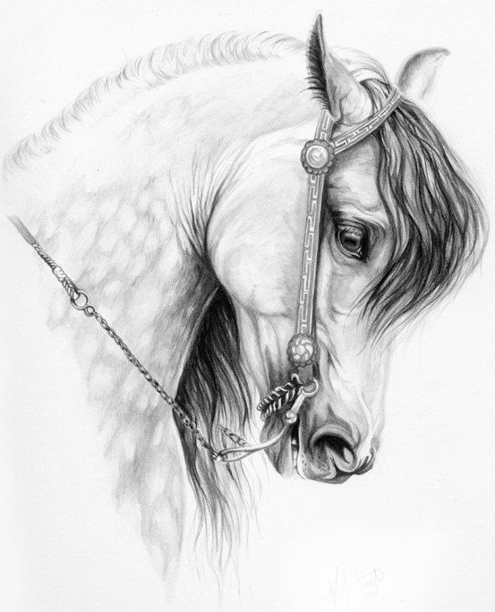 Серия "Лошади, кони" - портрет, животные - оригинал