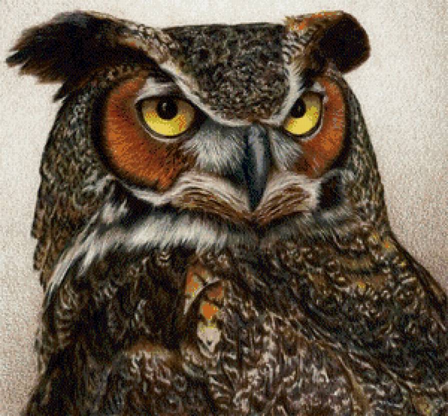 Серия "Пернатые" - портрет, филин, сова - предпросмотр