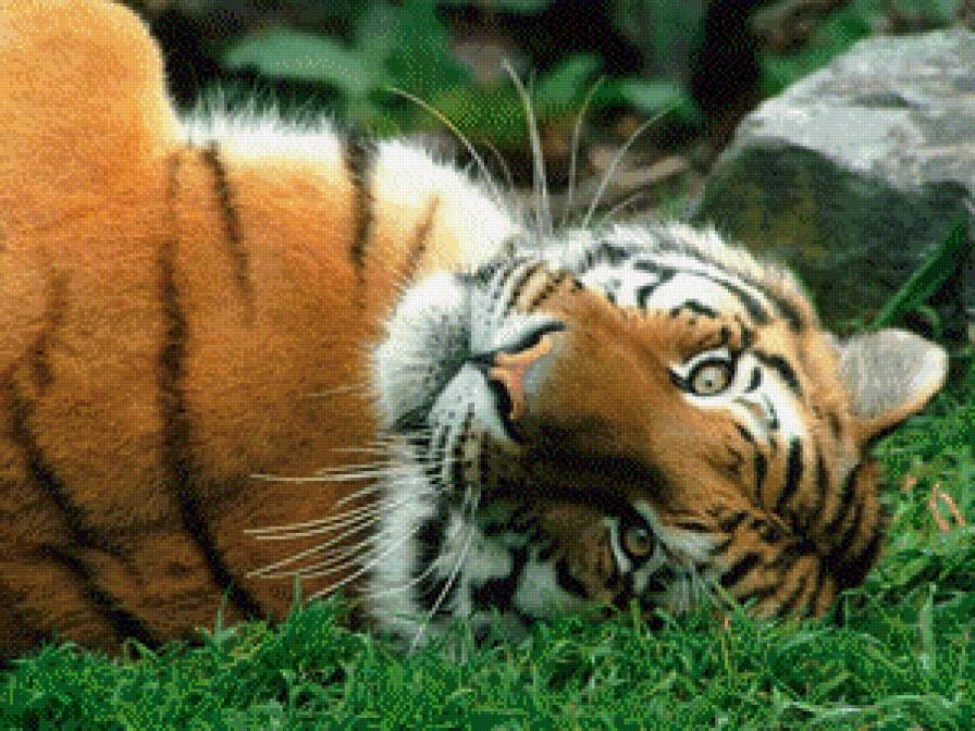 Тигр - тигруля, тигр, дикие кошки - предпросмотр