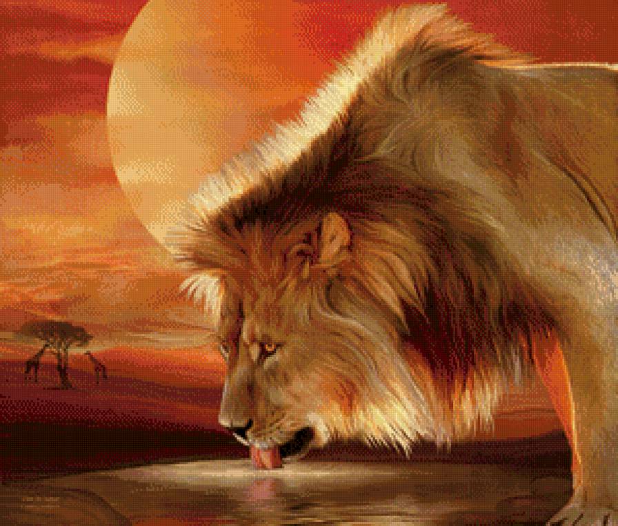 лев на водопое - лев, хищник - предпросмотр