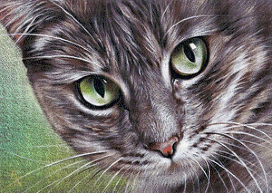 красавец - кот, кошка - предпросмотр