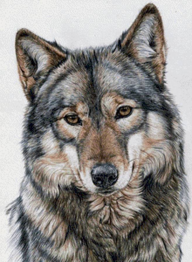 Серия "Дикая природа" - животные, портрет, хищник, волк - предпросмотр