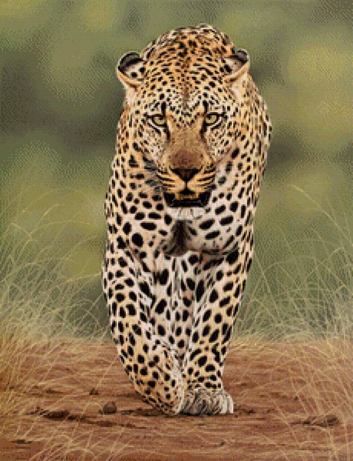 гипард - предпросмотр