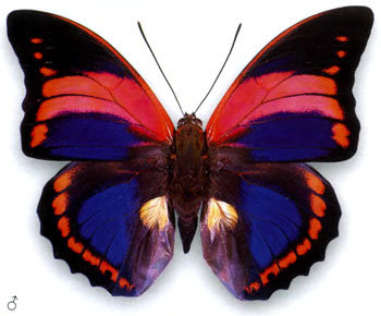 Нимфалида препона_2 - оригинал