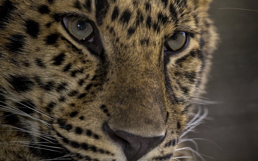 леопард2 - леопард - оригинал