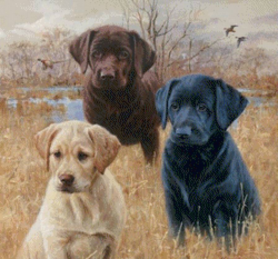 Щенки - животные - предпросмотр