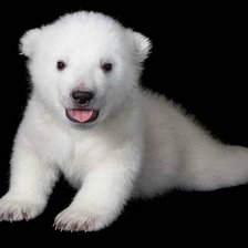 медвежонок