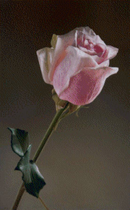 Цветок. Роза. - роза, цветок - предпросмотр