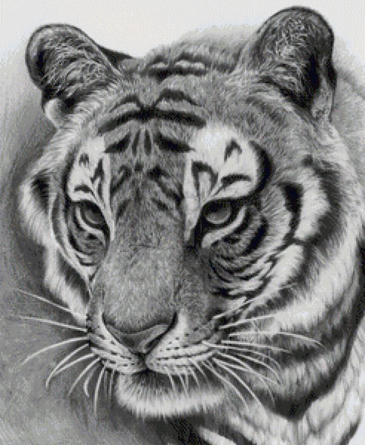 Серия "Дикая природа" - тигр, хищник, черное и белое, портрет - предпросмотр