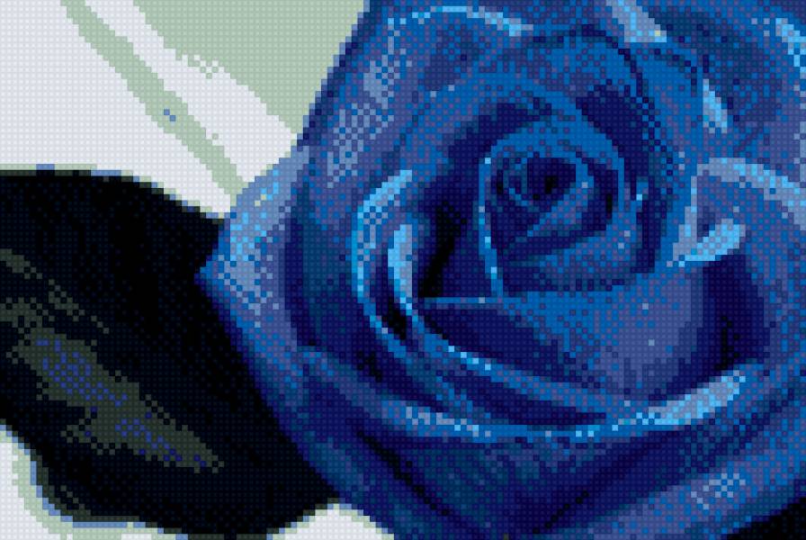 Синий тут. Синяя роза символ. Голубые розы Анжелика. Синий они. Роза синяя фото крупным планом.