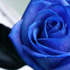 Роза Синяя