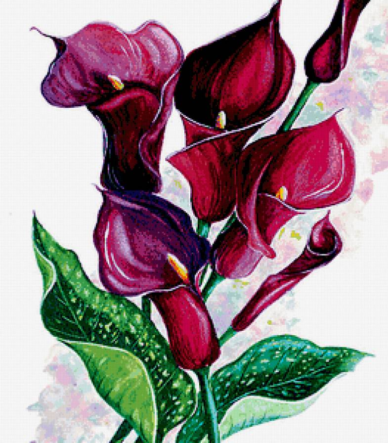 пурпурные каллы - акварель, картина, каллы. пурпур, букет, постер, панно, цветы - предпросмотр