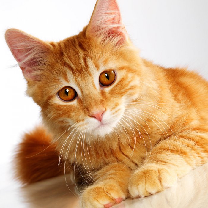 25 - оригинал